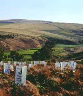 GWTree Guards Hill View