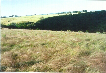 GWserrated tussock